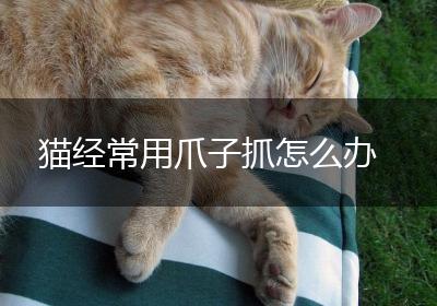 猫经常用爪子抓怎么办