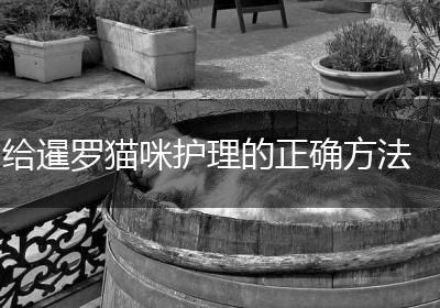 给暹罗猫咪护理的正确方法