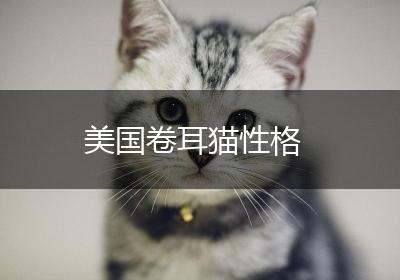 美国卷耳猫性格