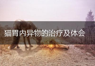 猫胃内异物的治疗及体会