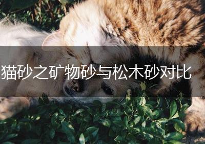 猫砂之矿物砂与松木砂对比