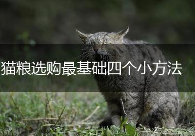 猫粮选购最基础四个小方法