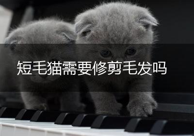 短毛猫需要修剪毛发吗