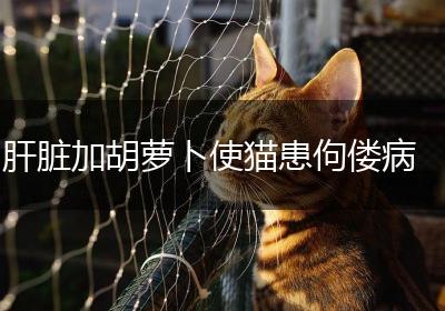 肝脏加胡萝卜使猫患佝偻病