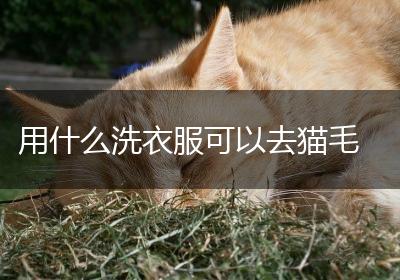 用什么洗衣服可以去猫毛