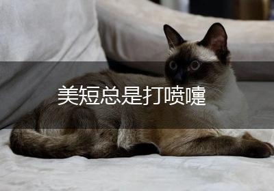 美短总是打喷嚏