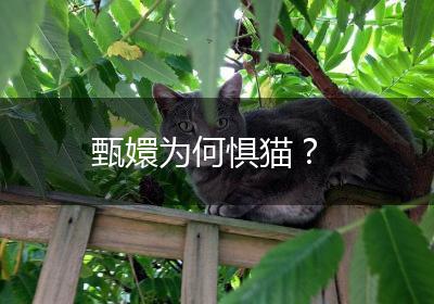 甄嬛为何惧猫？