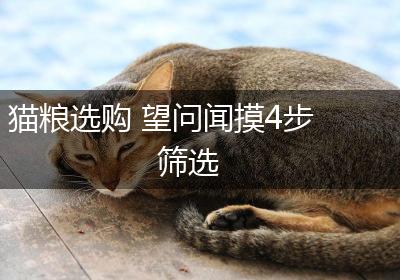 猫粮选购 望问闻摸4步筛选