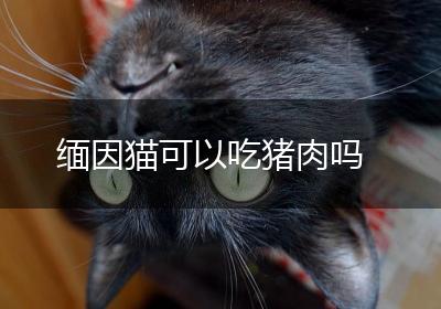缅因猫可以吃猪肉吗