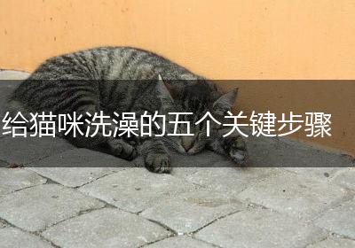 给猫咪洗澡的五个关键步骤