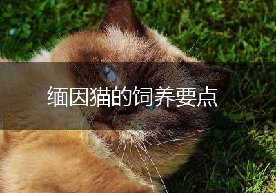 缅因猫的饲养要点