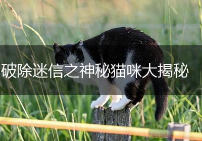 破除迷信之神秘猫咪大揭秘