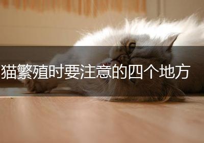猫繁殖时要注意的四个地方