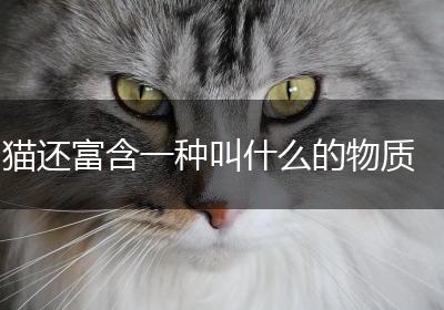猫还富含一种叫什么的物质