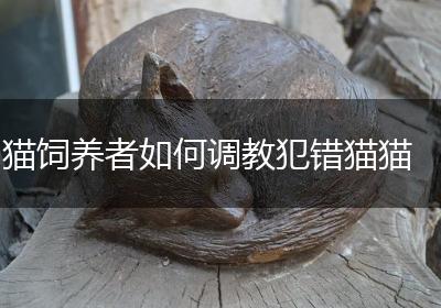 猫饲养者如何调教犯错猫猫