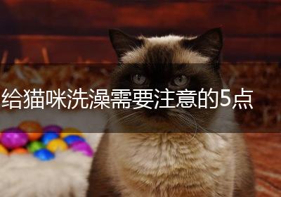 给猫咪洗澡需要注意的5点