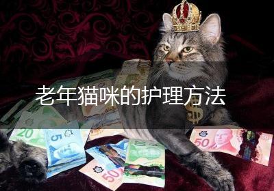 老年猫咪的护理方法