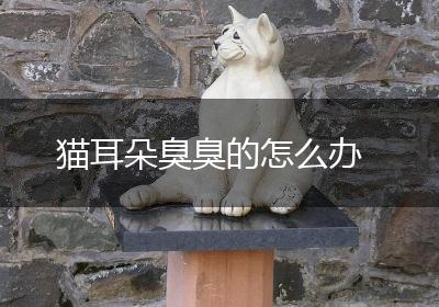 猫耳朵臭臭的怎么办