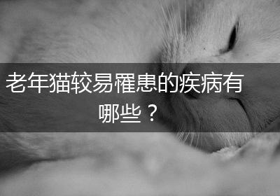 老年猫较易罹患的疾病有哪些？