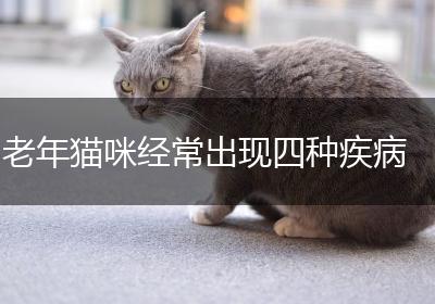 老年猫咪经常出现四种疾病