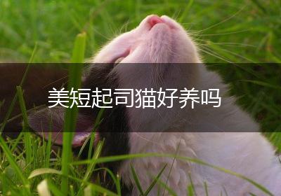 美短起司猫好养吗