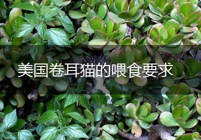 美国卷耳猫的喂食要求