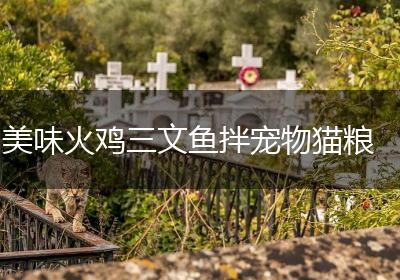 美味火鸡三文鱼拌宠物猫粮