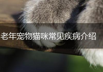 老年宠物猫咪常见疾病介绍