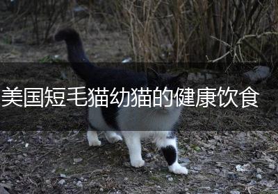 美国短毛猫幼猫的健康饮食