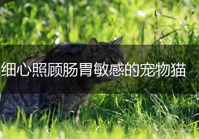细心照顾肠胃敏感的宠物猫