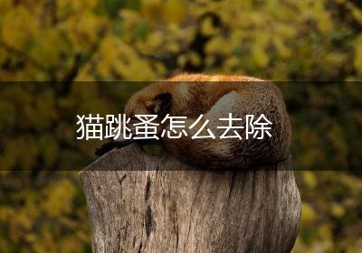 猫跳蚤怎么去除