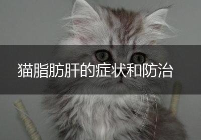 猫脂肪肝的症状和防治