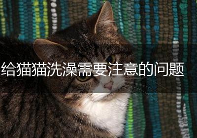 给猫猫洗澡需要注意的问题