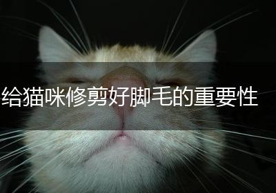 给猫咪修剪好脚毛的重要性