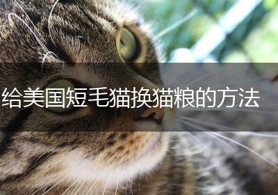 给美国短毛猫换猫粮的方法