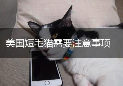 美国短毛猫需要注意事项