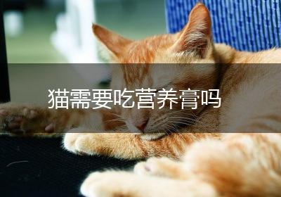 猫需要吃营养膏吗