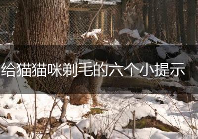 给猫猫咪剃毛的六个小提示