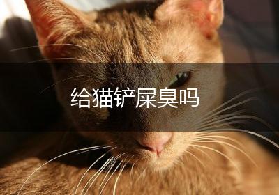 给猫铲屎臭吗