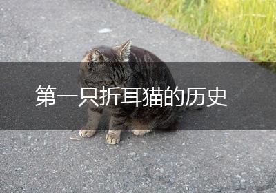 第一只折耳猫的历史