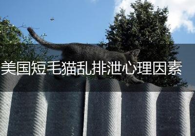 美国短毛猫乱排泄心理因素