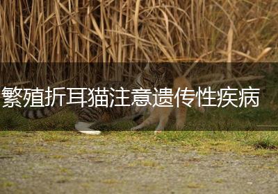 繁殖折耳猫注意遗传性疾病