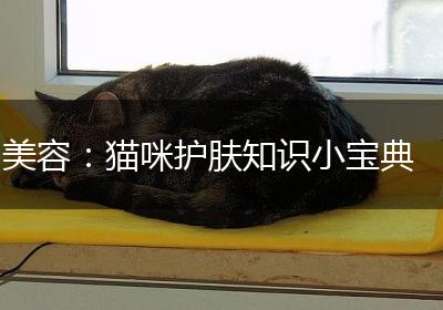 美容：猫咪护肤知识小宝典