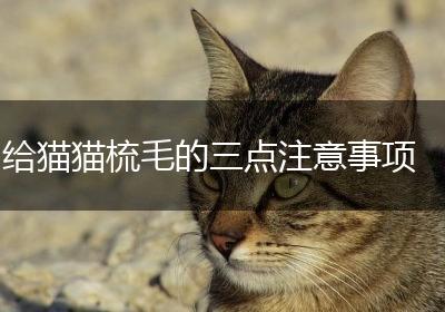 给猫猫梳毛的三点注意事项
