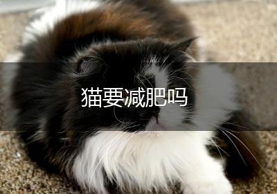 猫要减肥吗