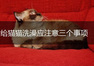 给猫猫洗澡应注意三个事项