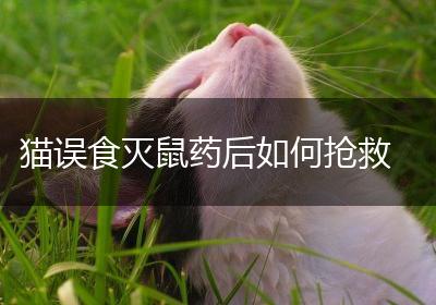 猫误食灭鼠药后如何抢救