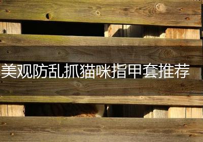美观防乱抓猫咪指甲套推荐