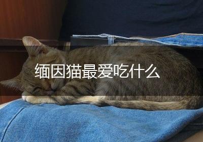 缅因猫最爱吃什么