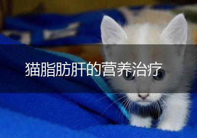猫脂肪肝的营养治疗